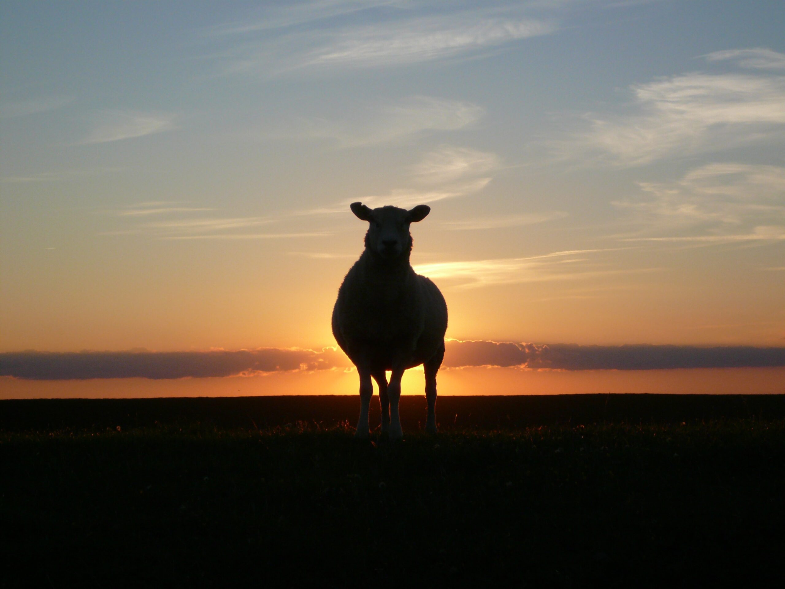 Shepherds, Sheep, and Discipleship